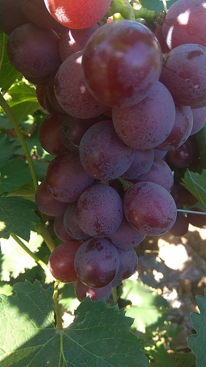精品巨峰葡萄🍇，产地直发，欢迎👏新老客户前来洽谈