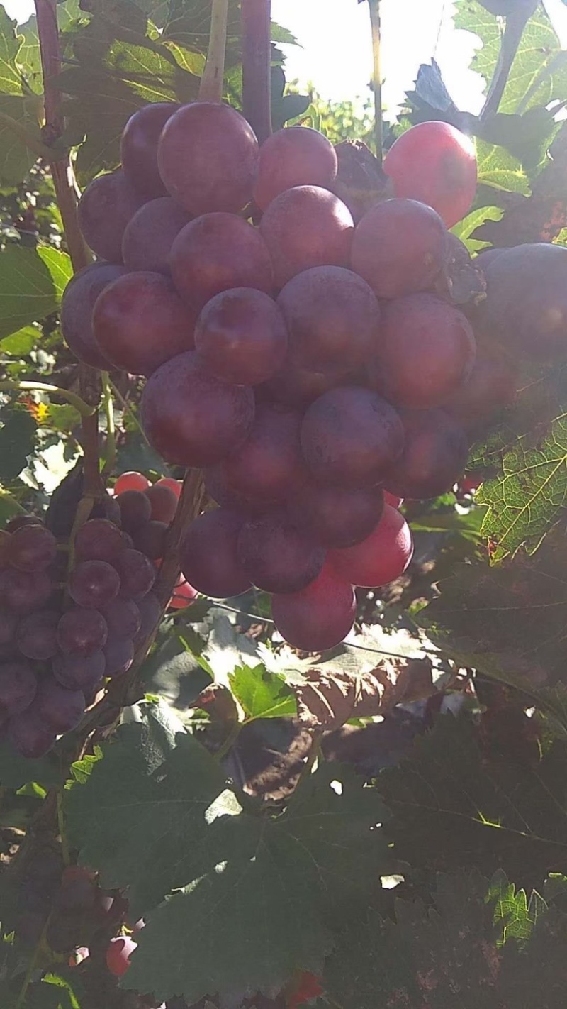 精品巨峰葡萄🍇，产地直发，欢迎👏新老客户前来洽谈