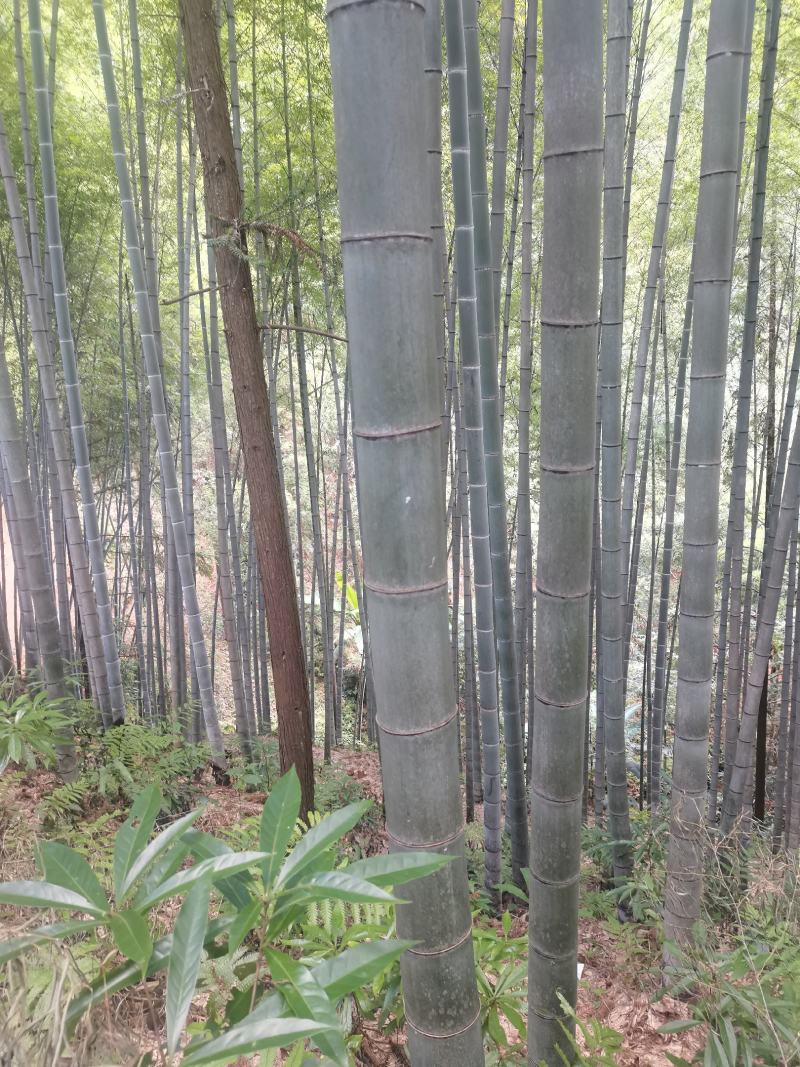 贵州省从江县深山楠竹三年以上竹子可以破竹加工