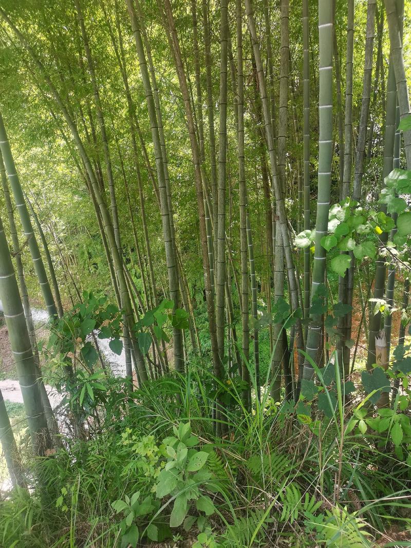 贵州省从江县深山楠竹三年以上竹子可以破竹加工