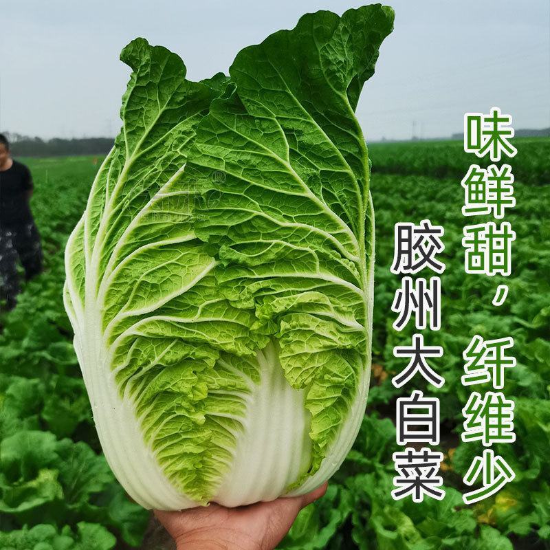 小义和秋良种高产早熟大白菜种子抗病秋白菜秋季种味好孑籽胶