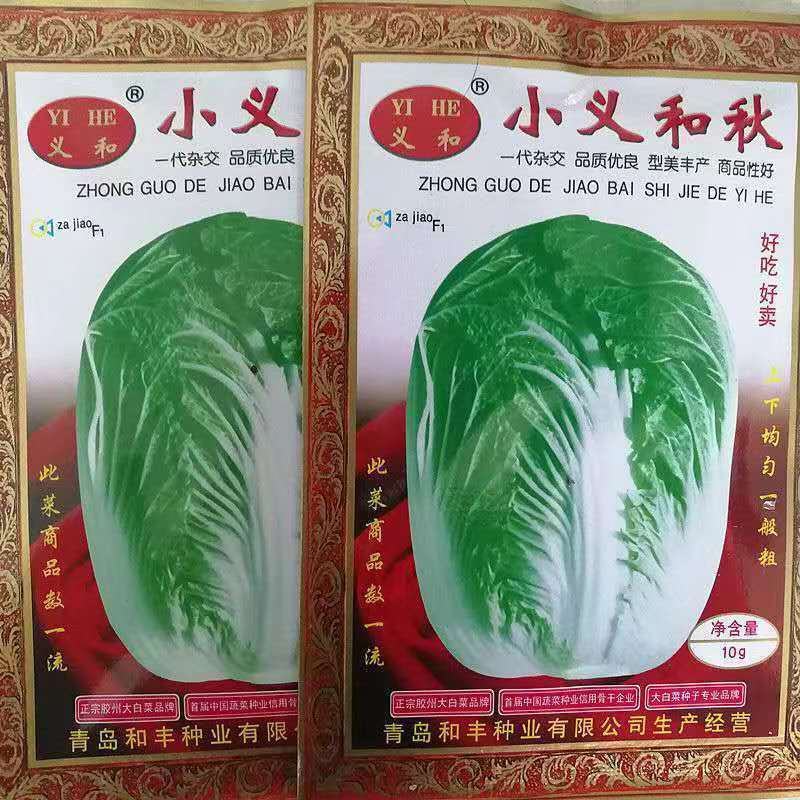 小义和秋良种高产早熟大白菜种子抗病秋白菜秋季种味好孑籽胶