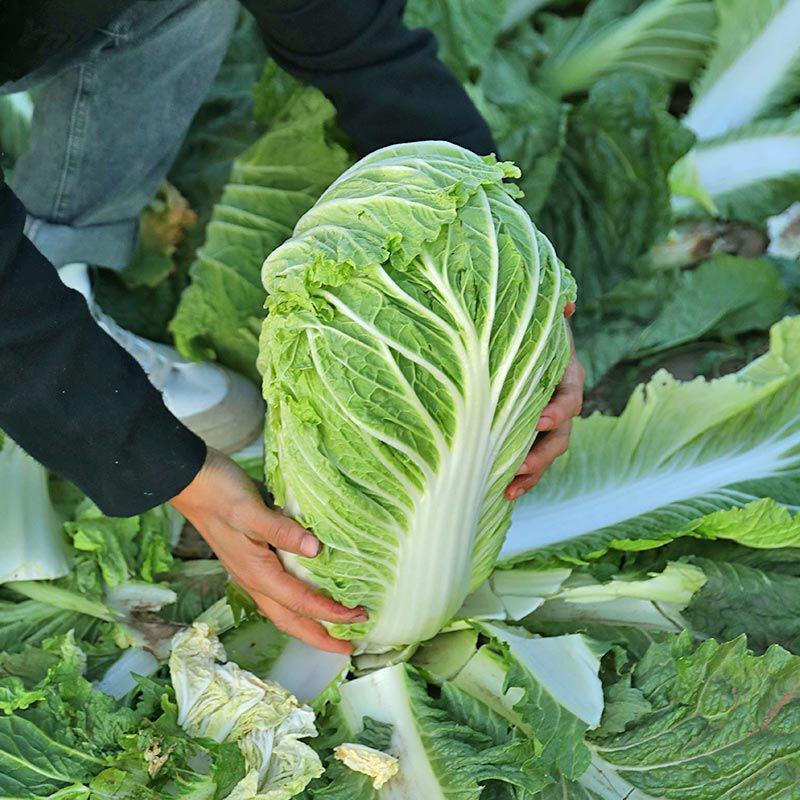 小义和秋良种高产早熟大白菜种子抗病秋白菜秋季种味好孑籽胶