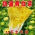 早熟黄心大白菜种子耐热耐寒鸡蛋黄种籽春秋季黄芽黄心蔬菜种