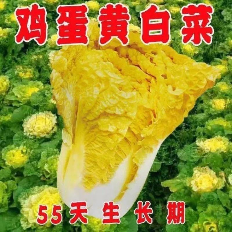 早熟黄心大白菜种子耐热耐寒鸡蛋黄种籽春秋季黄芽黄心蔬菜种