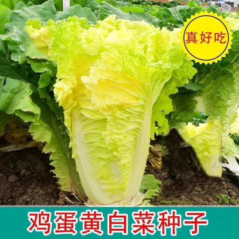 早熟黄心大白菜种子耐热耐寒鸡蛋黄种籽春秋季黄芽黄心蔬菜种