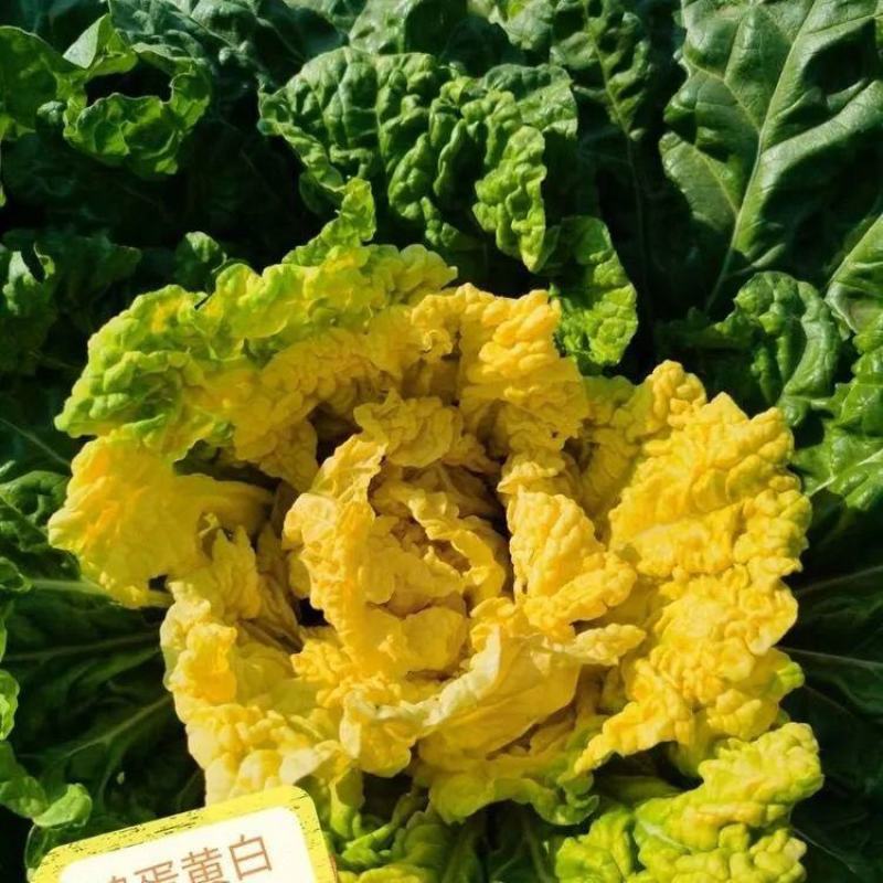 早熟黄心大白菜种子耐热耐寒鸡蛋黄种籽春秋季黄芽黄心蔬菜种