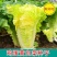 早熟黄心大白菜种子耐热耐寒鸡蛋黄种籽春秋季黄芽黄心蔬菜种