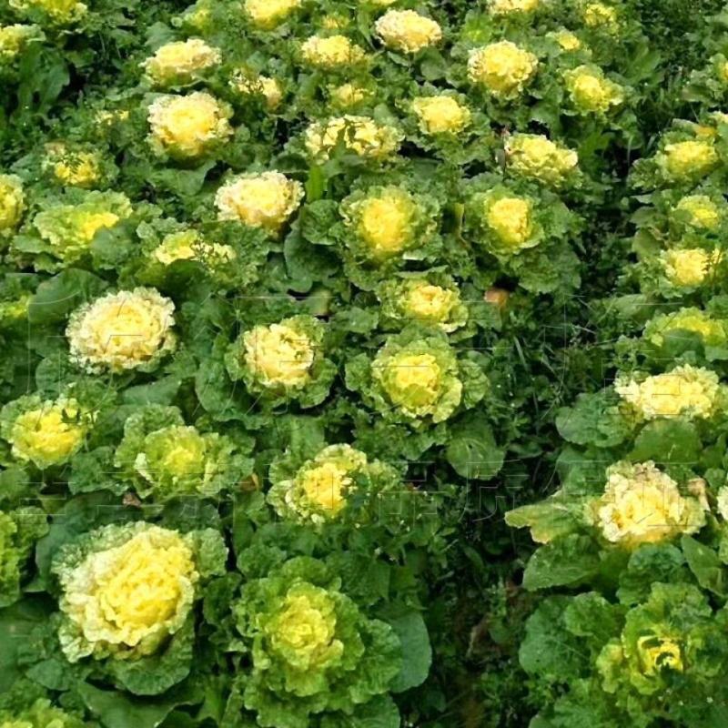 早熟黄心大白菜种子耐热耐寒鸡蛋黄种籽春秋季黄芽黄心蔬菜种