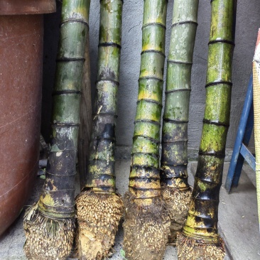 精品毛竹兜竹节密大量出售