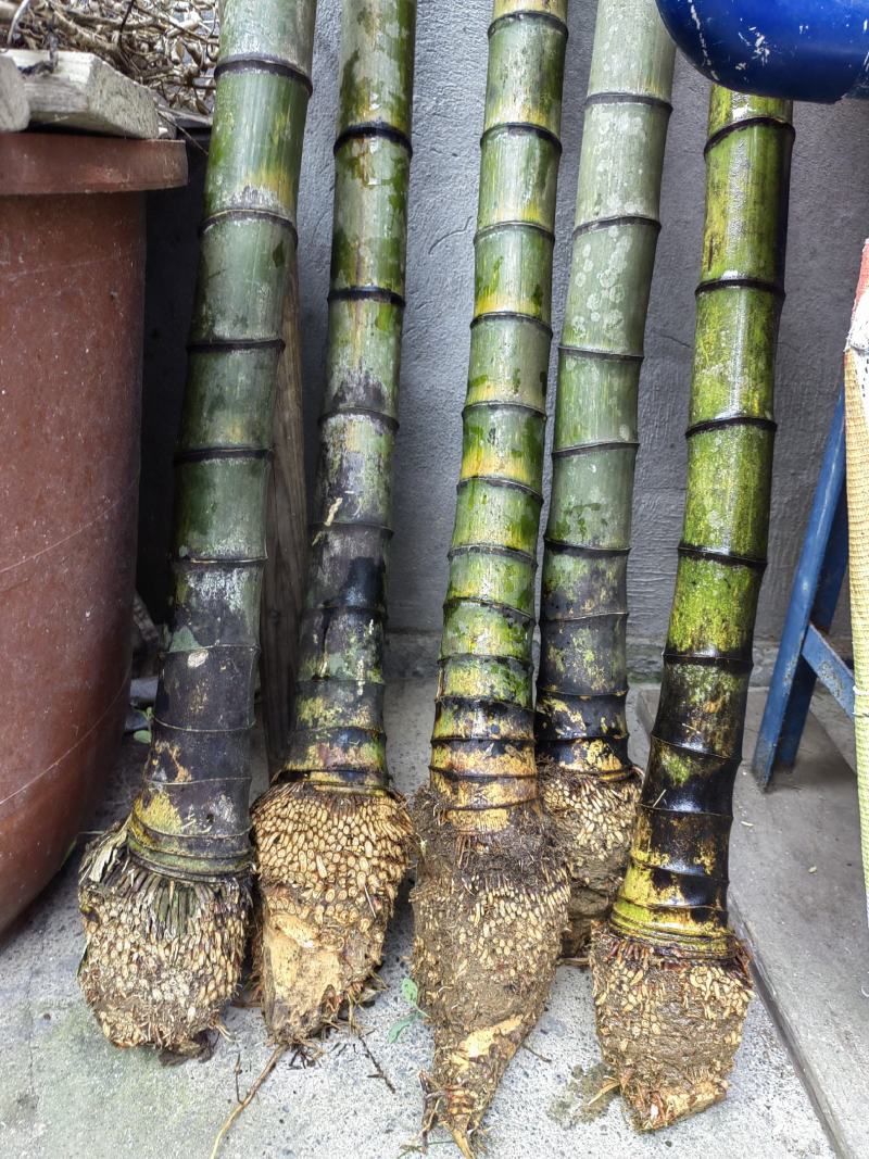 精品毛竹兜竹节密大量出售
