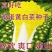 鸡蛋黄白菜种子大白菜种籽黄心白菜种孑黄叶白菜种子秋播春