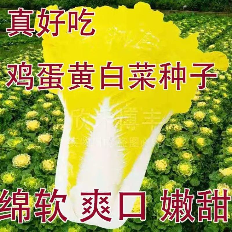 鸡蛋黄白菜种子大白菜种籽黄心白菜种孑黄叶白菜种子秋播春