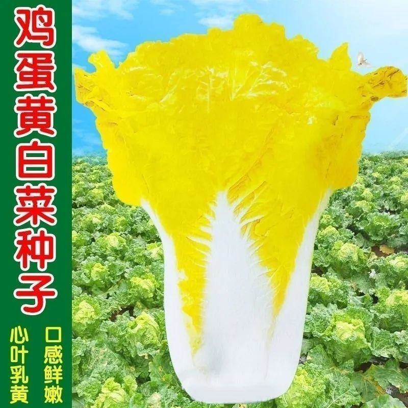 鸡蛋黄白菜种子大白菜种籽黄心白菜种孑黄叶白菜种子秋播春
