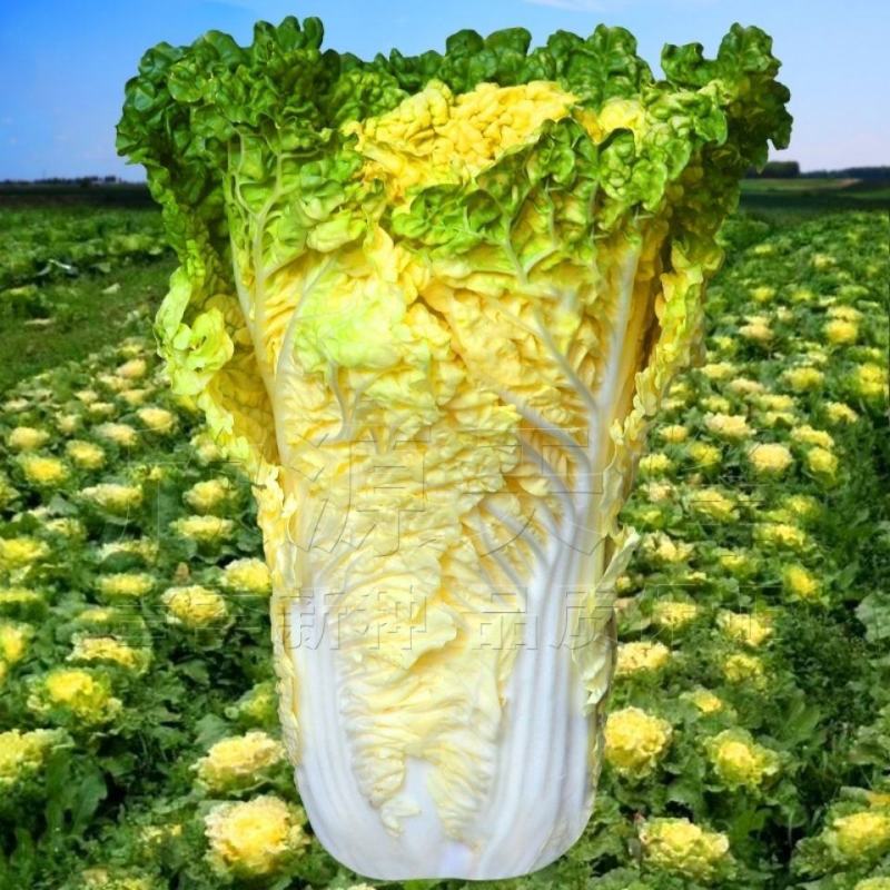 鸡蛋黄白菜种子大白菜种籽黄心白菜种孑黄叶白菜种子秋播春