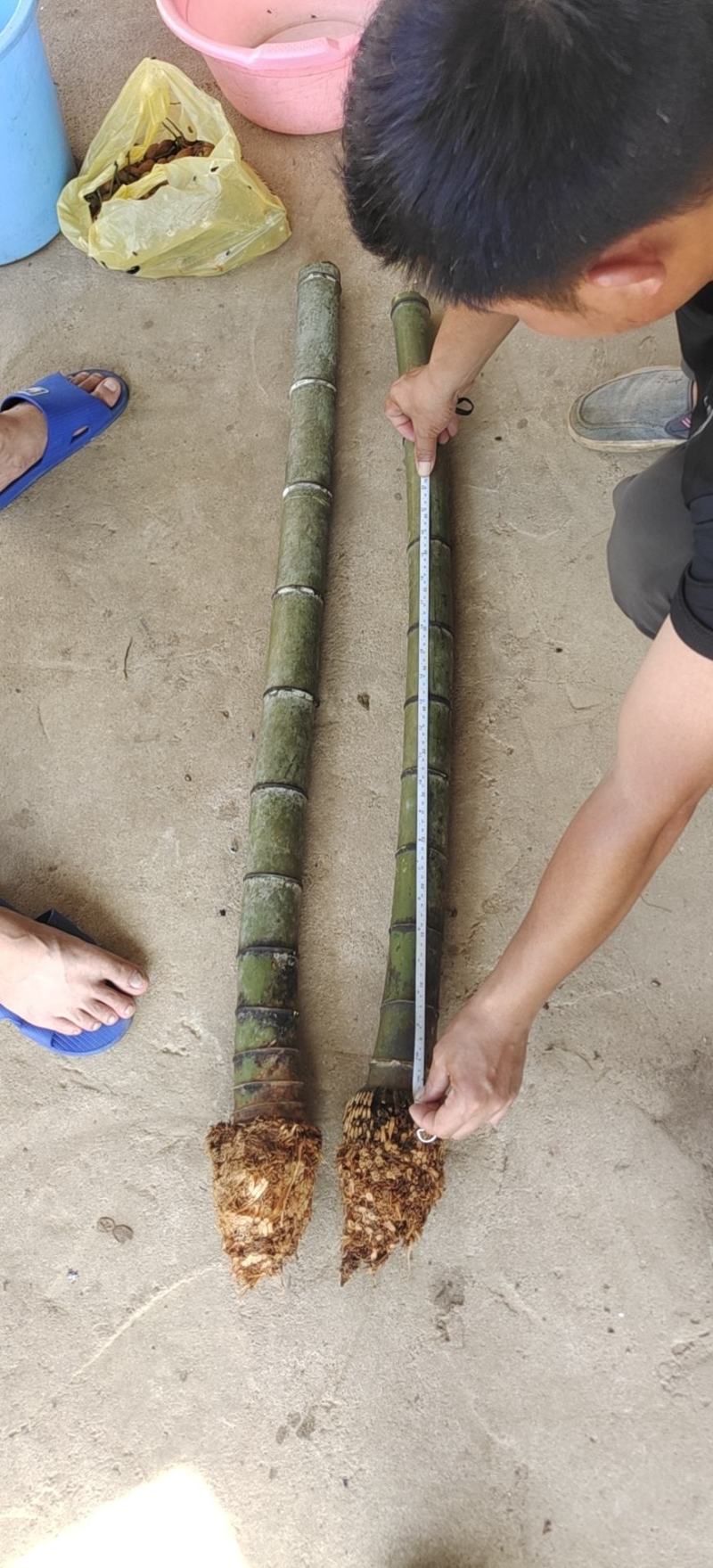 精品毛竹兜竹节密大量出售