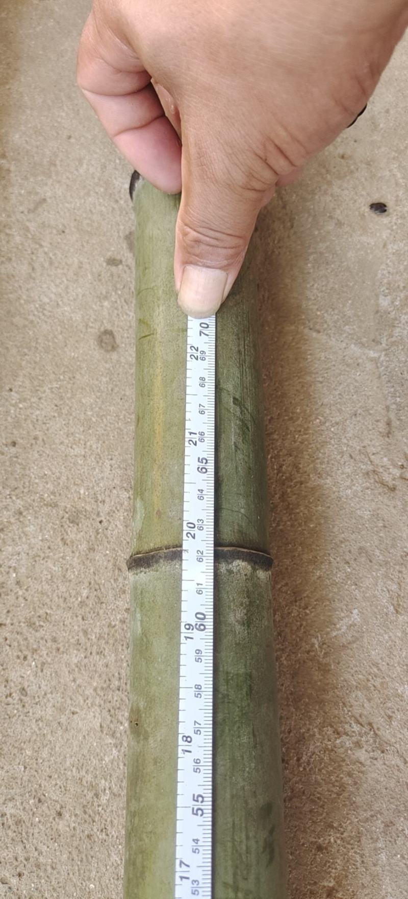 精品毛竹兜竹节密大量出售