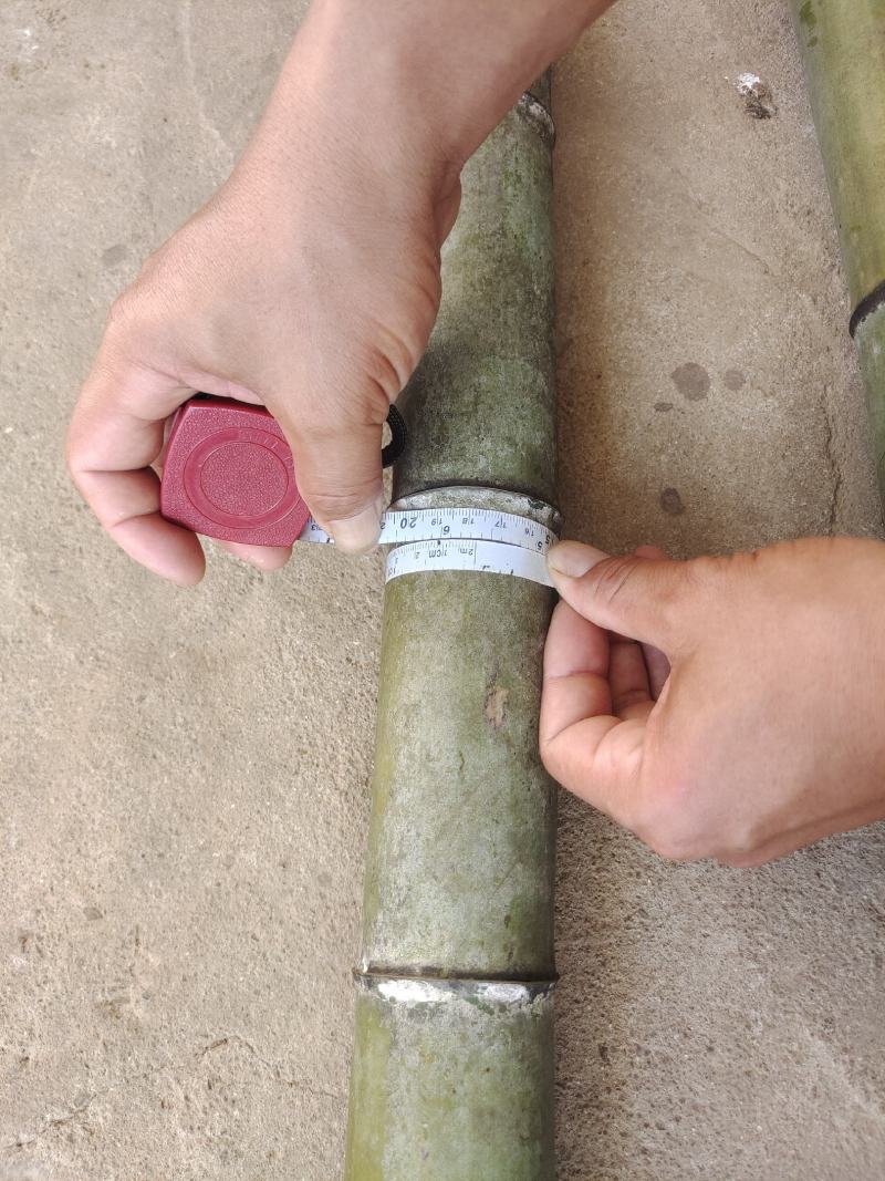 精品毛竹兜竹节密大量出售