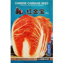 红金宝大白菜种子火凤凰大白菜种籽红白菜籽抗病高钙橘红心白