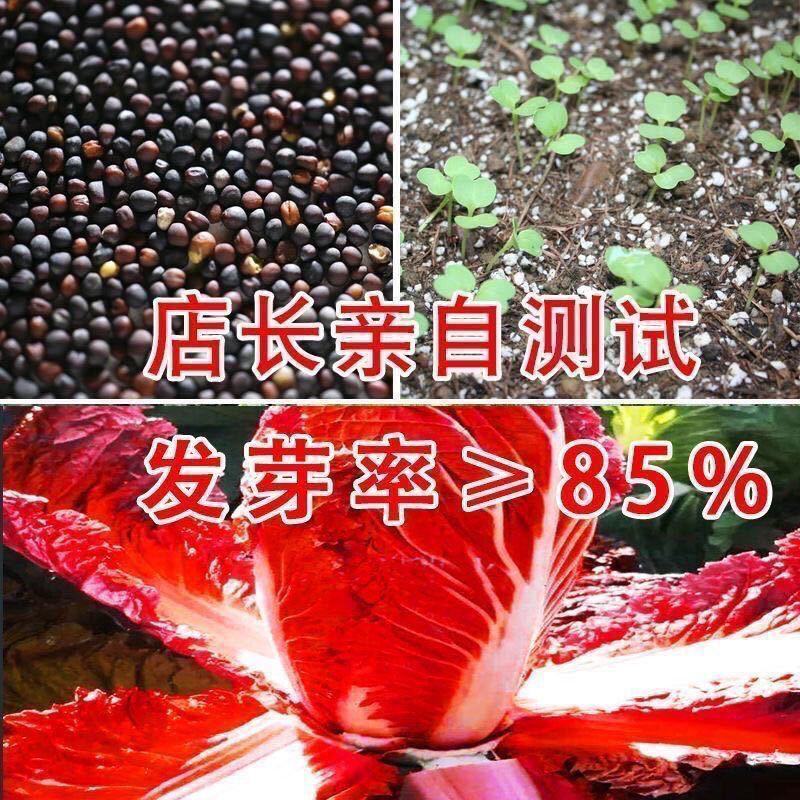 红金宝大白菜种子火凤凰大白菜种籽红白菜籽抗病高钙橘红心白