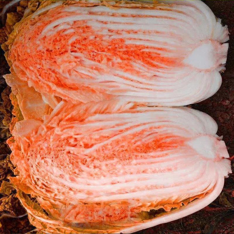 火凤凰大白菜种子红白菜籽橘红心白菜农家大田易种植抗病高产