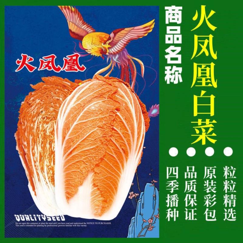 火凤凰大白菜种子红白菜籽橘红心白菜农家大田易种植抗病高产