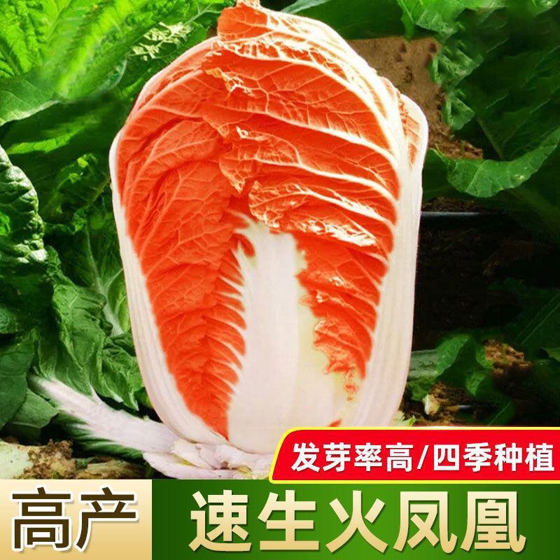 火凤凰大白菜种子红白菜籽橘红心白菜农家大田易种植抗病高产