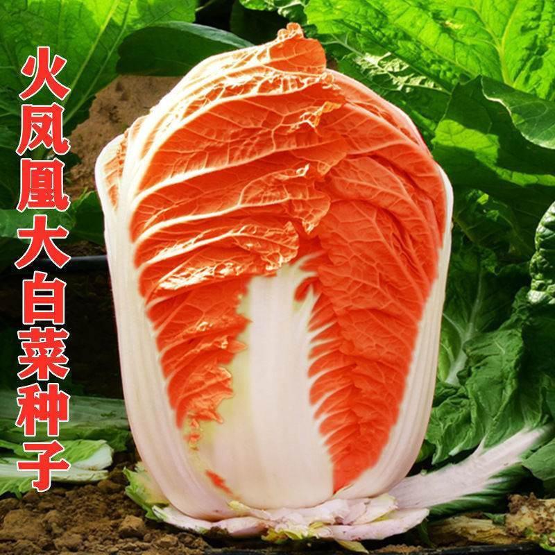 火凤凰大白菜种子红白菜籽橘红心白菜农家大田易种植抗病高产
