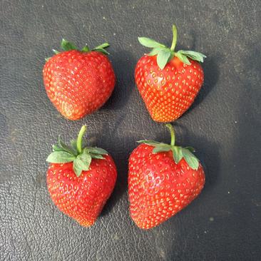 妙香七号草莓苗品种介绍，妙香三号草莓苗价格