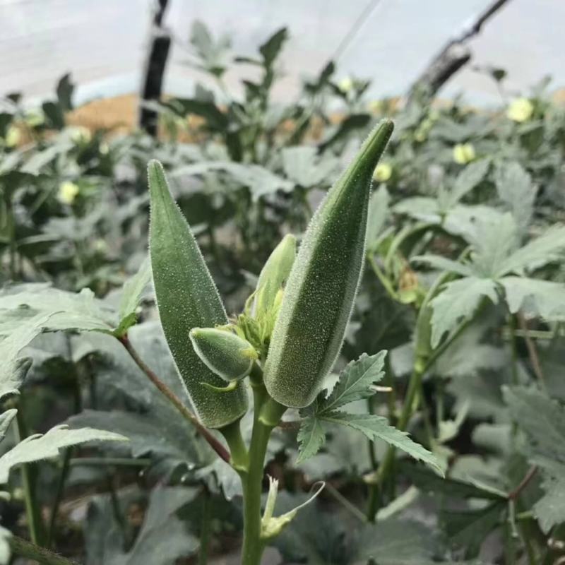 水果秋葵种籽F1种子绿羊角菜农家阳台四季盆栽秋葵苗蔬菜孑