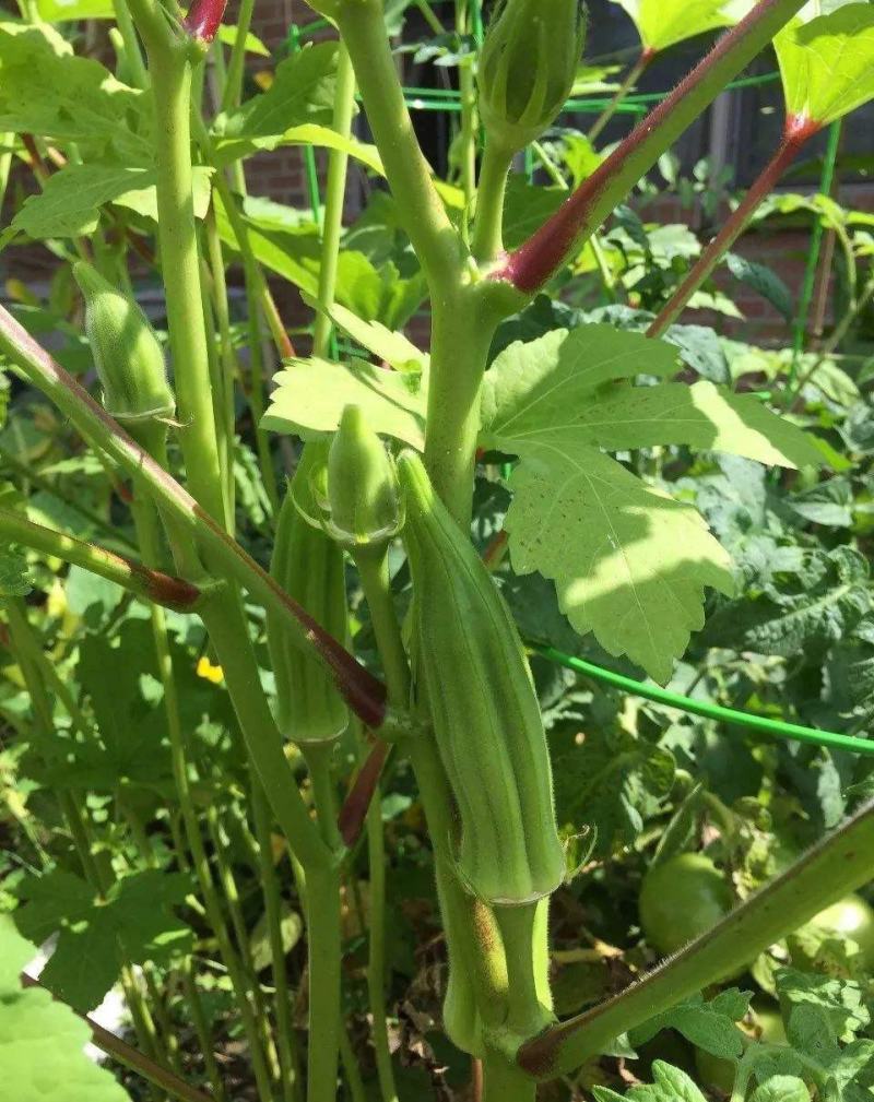 水果秋葵种籽F1种子绿羊角菜农家阳台四季盆栽秋葵苗蔬菜孑