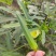 水果秋葵种籽F1种子绿羊角菜农家阳台四季盆栽秋葵苗蔬菜孑