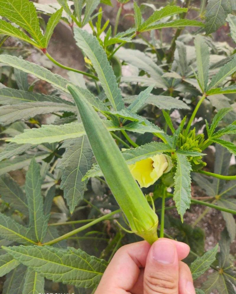 水果秋葵种籽F1种子绿羊角菜农家阳台四季盆栽秋葵苗蔬菜孑