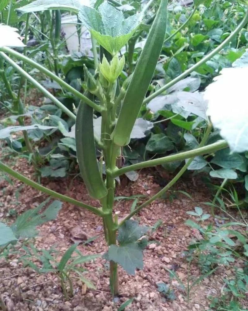 水果秋葵种籽F1种子绿羊角菜农家阳台四季盆栽秋葵苗蔬菜孑