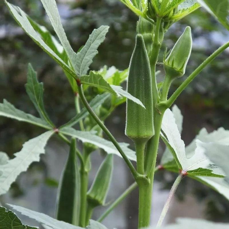 水果秋葵种籽F1种子绿羊角菜农家阳台四季盆栽秋葵苗蔬菜孑
