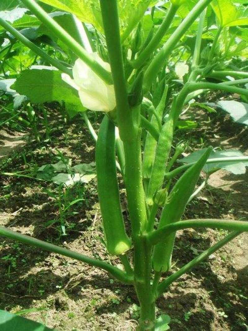 水果秋葵种籽F1种子绿羊角菜农家阳台四季盆栽秋葵苗蔬菜孑