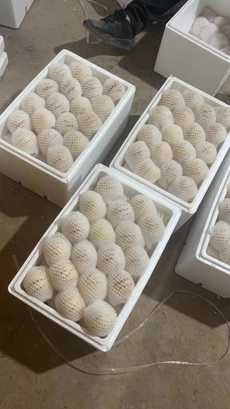 石林人参果