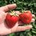 妙香七号草莓苗品种介绍，妙香三号草莓苗价格