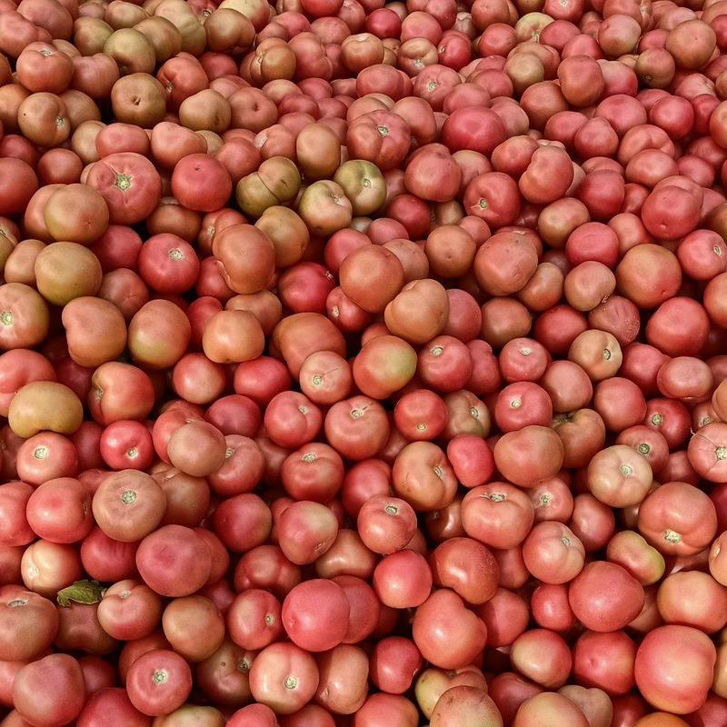 山西露天番茄大量上市，欢迎订购优质沙甜西红柿