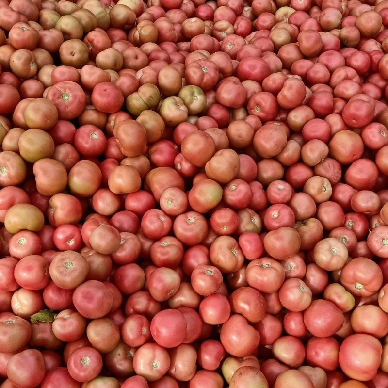 山西露天番茄大量上市，欢迎订购优质沙甜西红柿