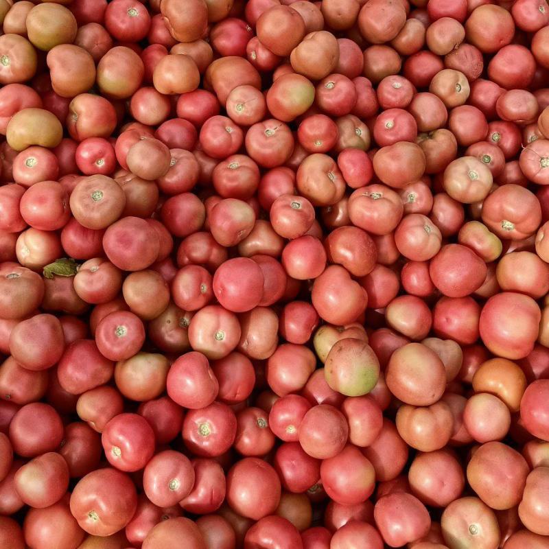 山西露天番茄大量上市，欢迎订购优质沙甜西红柿