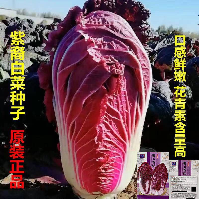 紫白菜种子中熟紫色新型耐寒白菜种子进口高产包心白菜种子
