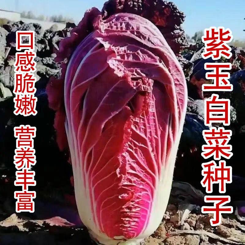 紫白菜种子中熟紫色新型耐寒白菜种子进口高产包心白菜种子