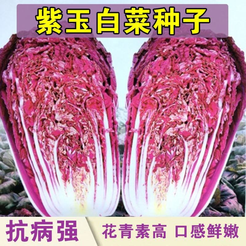 紫白菜种子中熟紫色新型耐寒白菜种子进口高产包心白菜种子