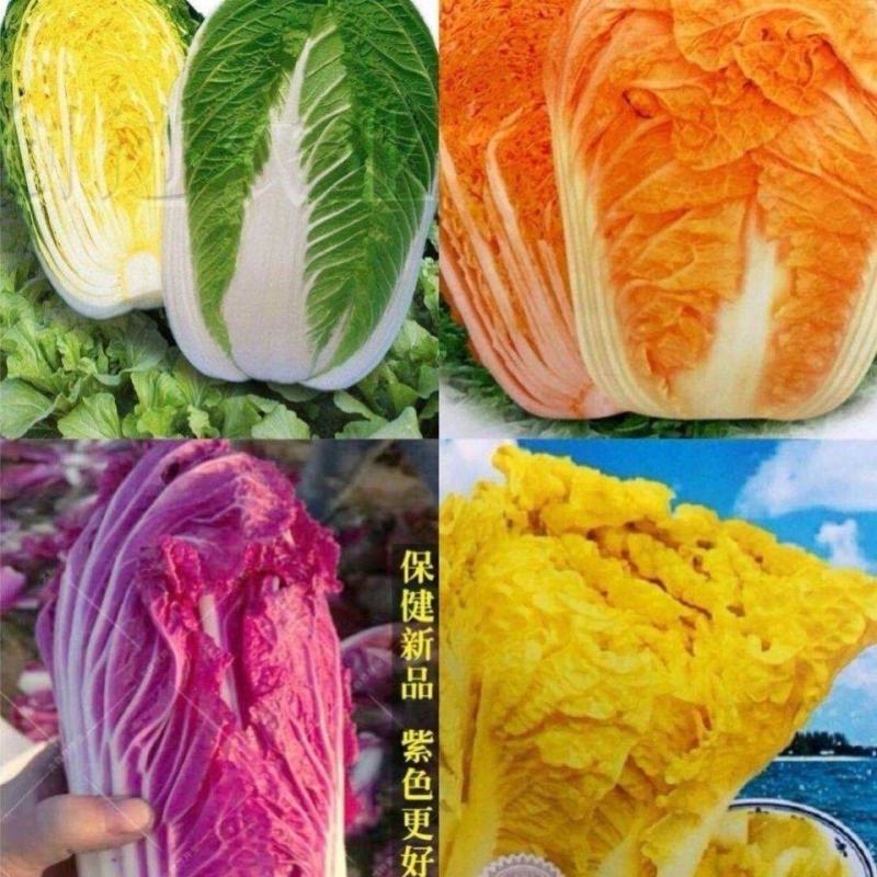 紫白菜种子中熟紫色新型耐寒白菜种子进口高产包心白菜种子