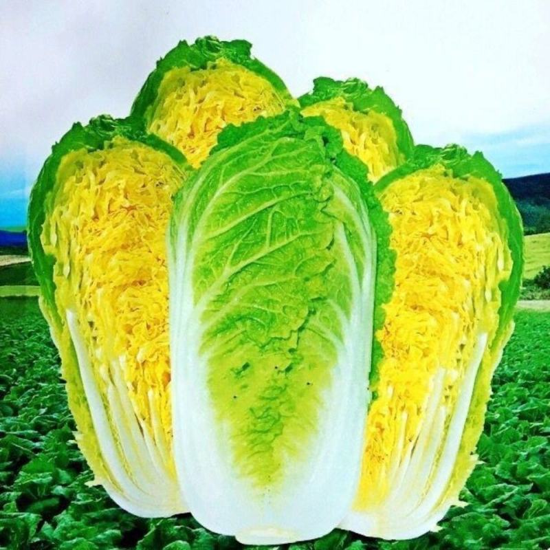紫白菜种子中熟紫色新型耐寒白菜种子进口高产包心白菜种子