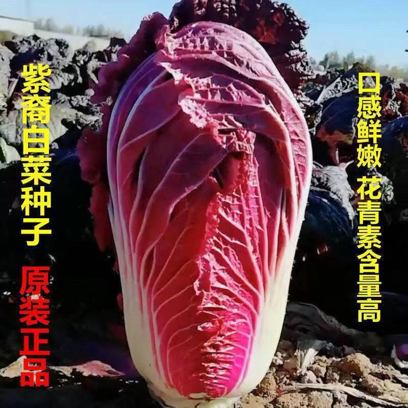 紫白菜种子中熟紫色新型耐寒白菜种子进口高产包心白菜种子