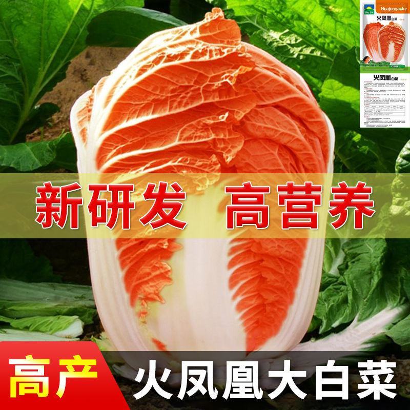 紫白菜种子中熟紫色新型耐寒白菜种子进口高产包心白菜种子