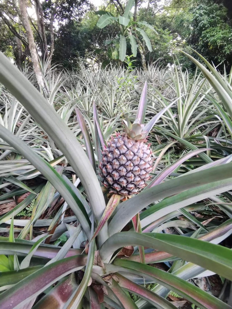 菠萝苗一年一上的菠萝树苗