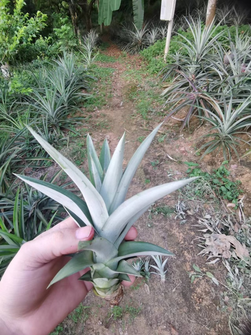 菠萝苗一年一上的菠萝树苗